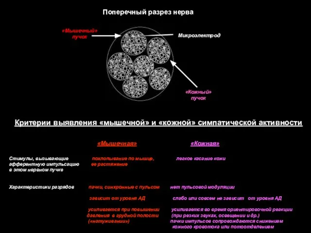 Критерии выявления «мышечной» и «кожной» симпатической активности Стимулы, вызывающие похлопывание по мышце,