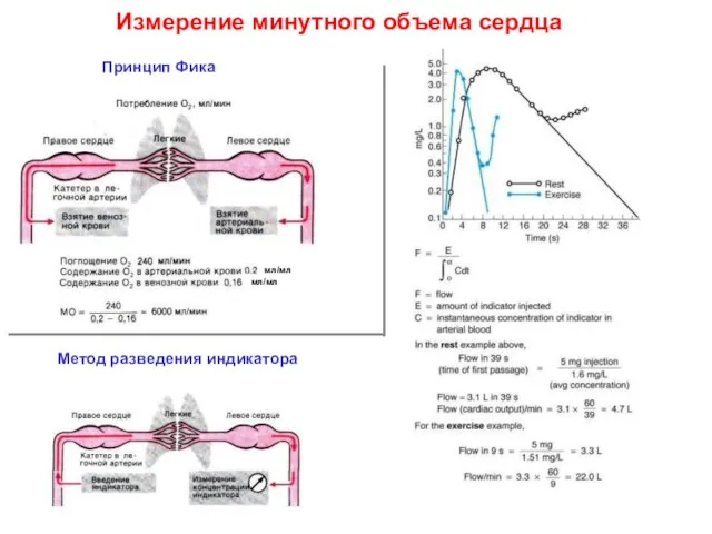 Измерение минутного объема сердца Принцип Фика Метод разведения индикатора Измерение минутного объема сердца