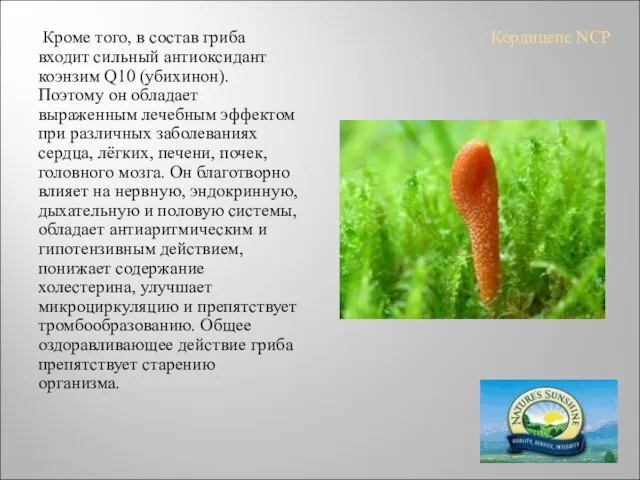 Кордицепс NCP Кроме того, в состав гриба входит сильный антиоксидант коэнзим Q10