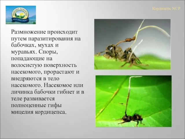 Кордицепс NCP Размножение происходит путем паразитирования на бабочках, мухах и муравьях. Споры,
