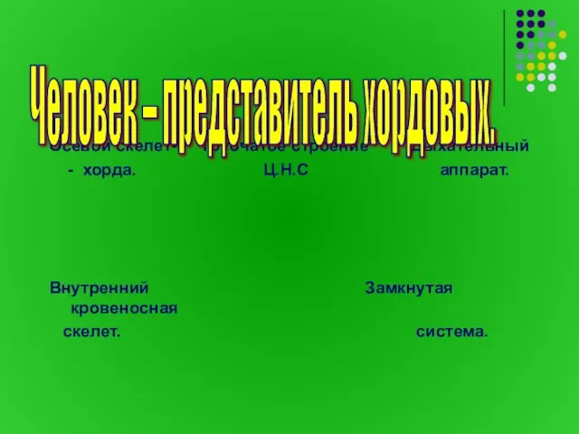 Осевой скелет- Трубчатое строение Дыхательный - хорда. Ц.Н.С аппарат. Внутренний Замкнутая кровеносная