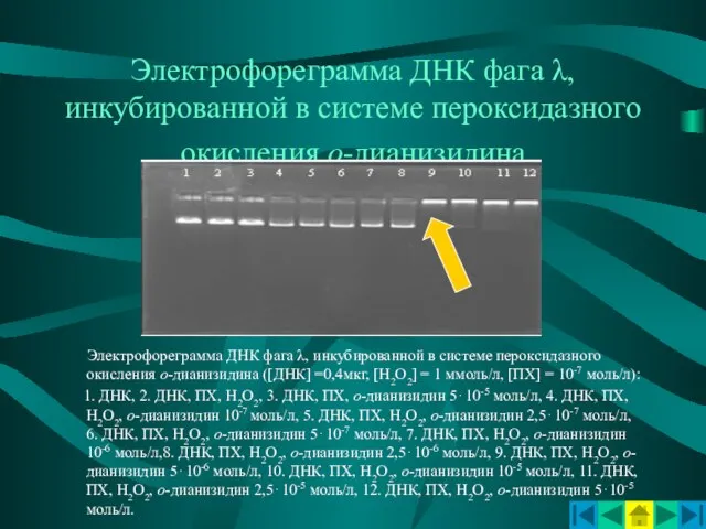 Электрофореграмма ДНК фага λ, инкубированной в системе пероксидазного окисления о-дианизидина Электрофореграмма ДНК