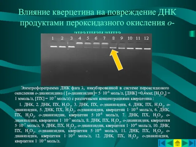 Влияние кверцетина на повреждение ДНК продуктами пероксидазного окисления о-дианизидина Электрофореграмма ДНК фага