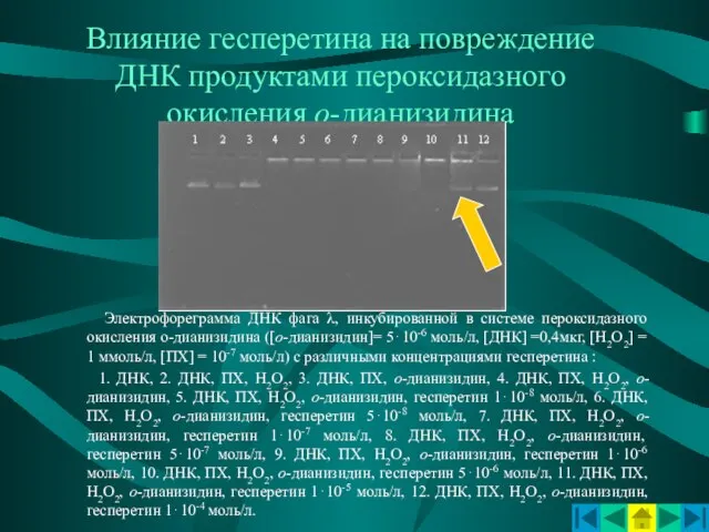 Влияние гесперетина на повреждение ДНК продуктами пероксидазного окисления о-дианизидина Электрофореграмма ДНК фага