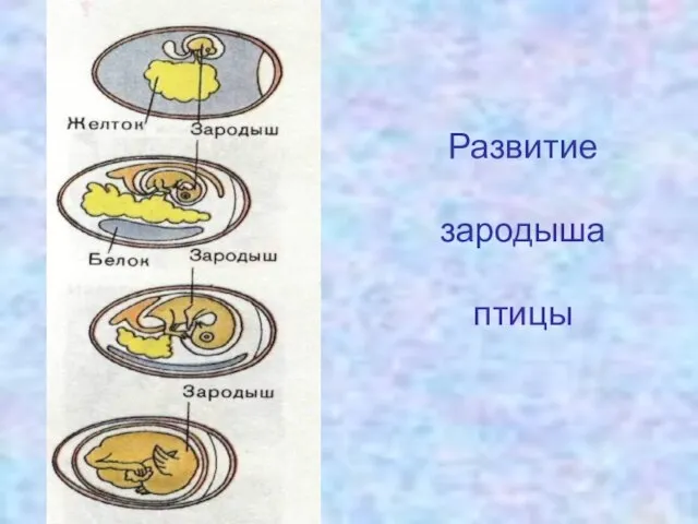 Развитие зародыша птицы