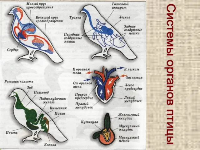 Системы органов птицы