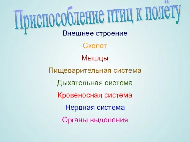 Органы выделения Нервная система Кровеносная система Дыхательная система Пищеварительная система Мышцы Скелет