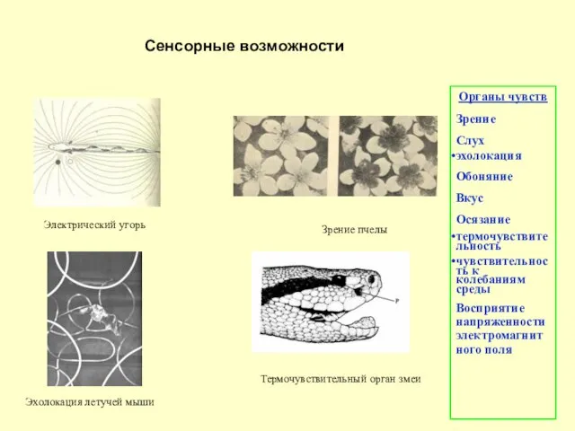 Cенсорные возможности Электрический угорь Зрение пчелы Органы чувств Зрение Слух эхолокация Обоняние