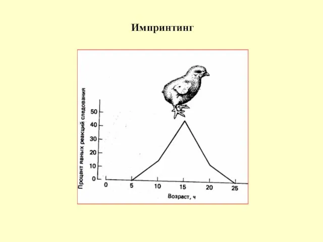 Импринтинг