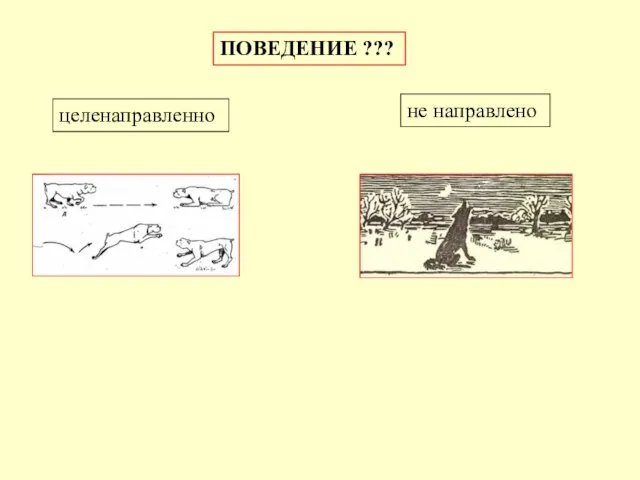 ПОВЕДЕНИЕ ??? целенаправленно не направлено