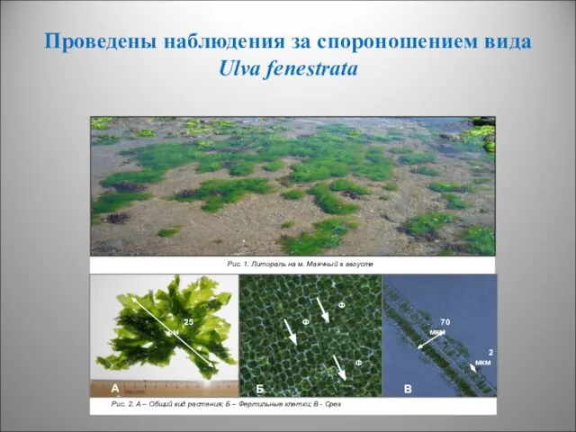 Проведены наблюдения за спороношением вида Ulva fenestrata