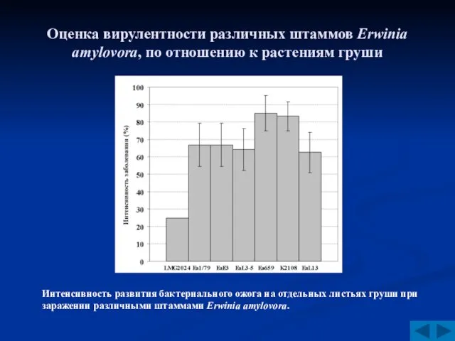 Оценка вирулентности различных штаммов Erwinia amylovora, по отношению к растениям груши Интенсивность