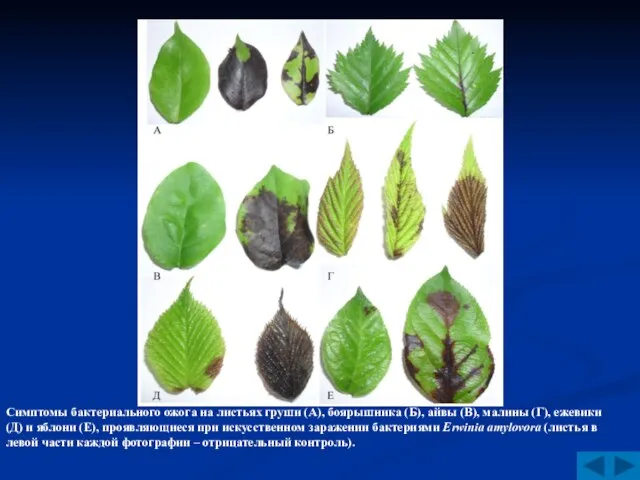 Симптомы бактериального ожога на листьях груши (А), боярышника (Б), айвы (В), малины