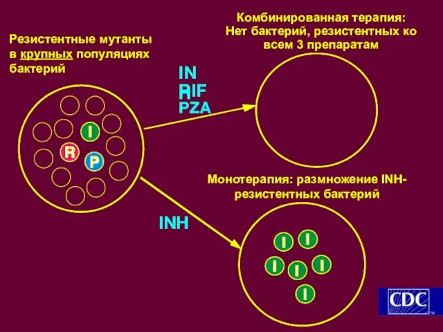 INH Резистентные мутанты в крупных популяциях бактерий Комбинированная терапия: Нет бактерий, резистентных