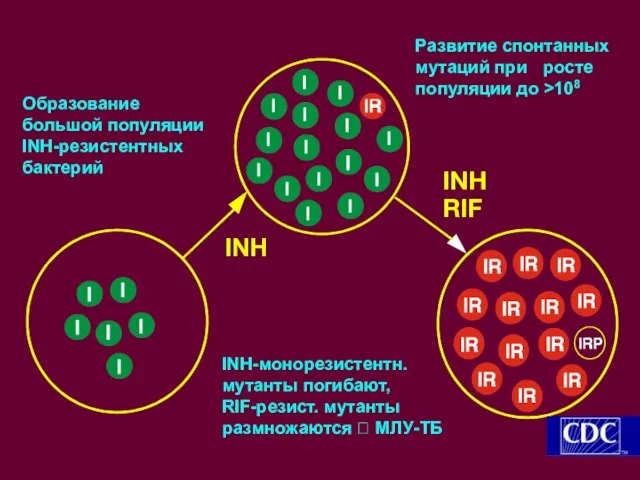 INH RIF INH Развитие спонтанных мутаций при росте популяции до >108 INH-монорезистентн.