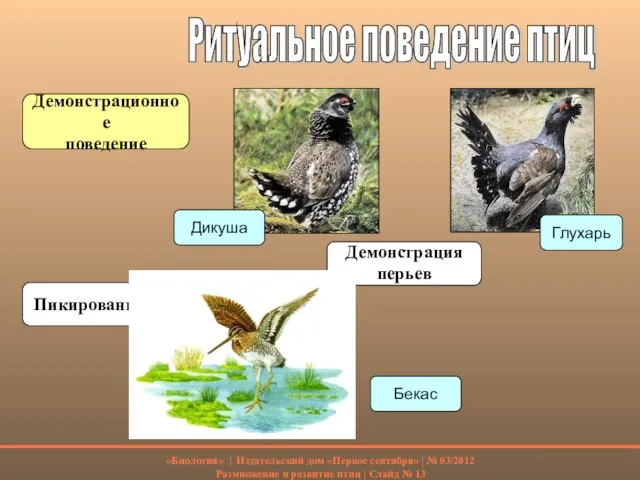 Ритуальное поведение птиц Демонстрационное поведение Пикирование Демонстрация перьев Дикуша Глухарь Бекас «Биология»