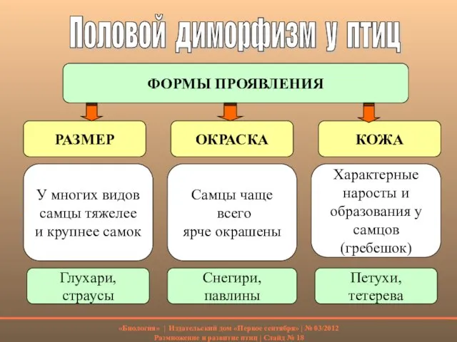 Половой диморфизм у птиц ФОРМЫ ПРОЯВЛЕНИЯ РАЗМЕР ОКРАСКА КОЖА У многих видов