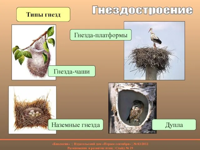 Гнездостроение Типы гнезд Наземные гнезда Гнезда-чаши Гнезда-платформы Дупла «Биология» | Издательский дом