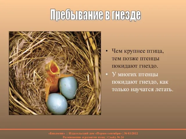 Чем крупнее птица, тем позже птенцы покидают гнездо. У многих птенцы покидают