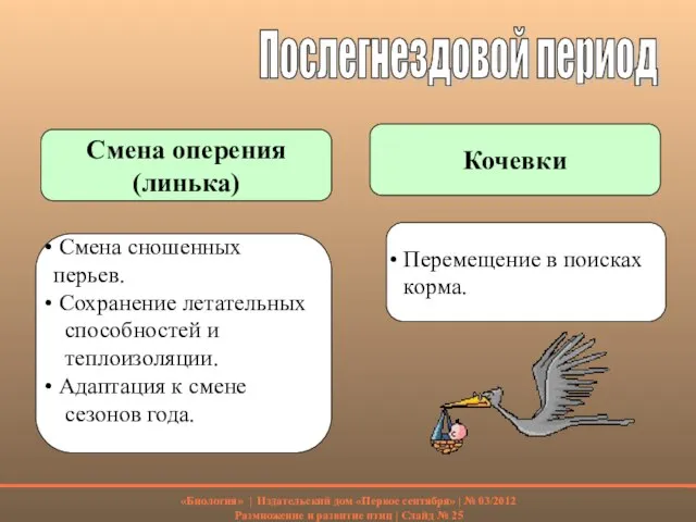 Послегнездовой период Смена оперения (линька) Кочевки Смена сношенных перьев. Сохранение летательных способностей