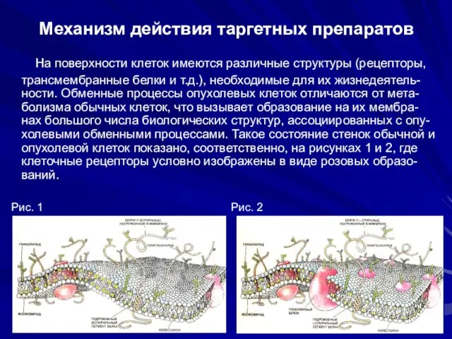 Механизм действия таргетных препаратов На поверхности клеток имеются различные структуры (рецепторы, трансмембранные