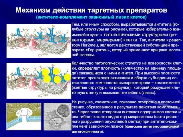 Механизм действия таргетных препаратов (антитело-комплемент зависимый лизис клеток) Тем, или иным способом,