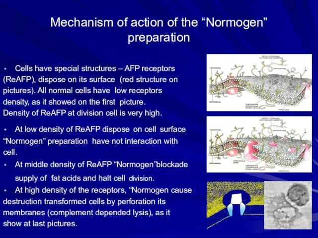 Mechanism of action of the “Normogen” preparation Cells have special structures –