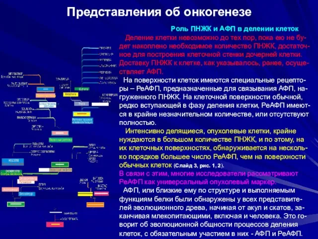 Представления об онкогенезе Роль ПНЖК и АФП в делении клеток Деление клетки