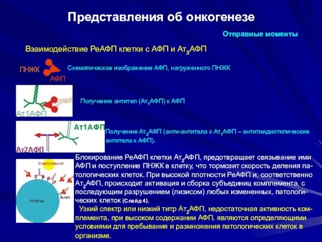 Представления об онкогенезе Отправные моменты Взаимодействие РеАФП клетки с АФП и Ат2АФП