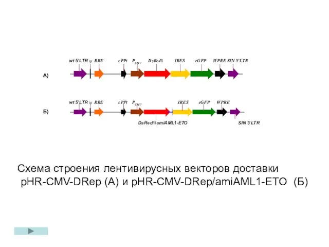 A) Б) Схема строения лентивирусных векторов доставки pHR-CMV-DRep (A) и pHR-CMV-DRep/amiAML1-ETO (Б)