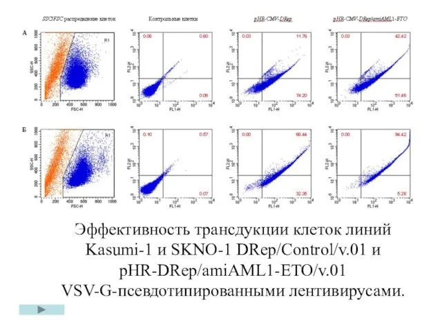 Эффективность трансдукции клеток линий Kasumi-1 и SKNO-1 DRep/Control/v.01 и pHR-DRep/amiAML1-ETO/v.01 VSV-G-псевдотипированными лентивирусами.