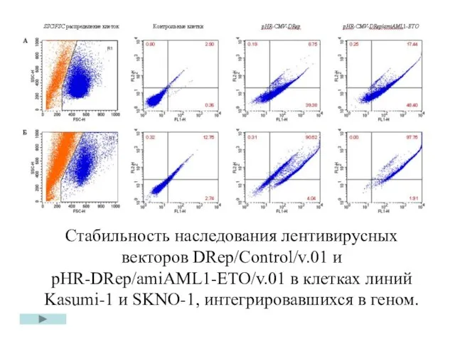Стабильность наследования лентивирусных векторов DRep/Control/v.01 и pHR-DRep/amiAML1-ETO/v.01 в клетках линий Kasumi-1 и SKNO-1, интегрировавшихся в геном.