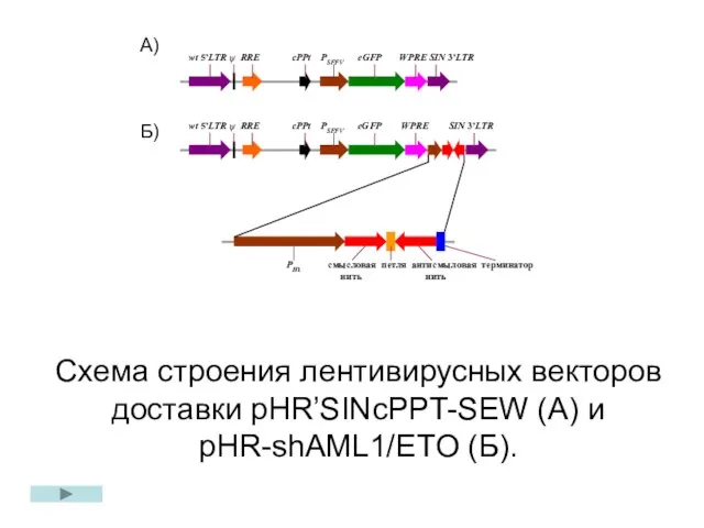 Схема строения лентивирусных векторов доставки pHR’SINcPPT-SEW (А) и pHR-shAML1/ETO (Б). А) Б)