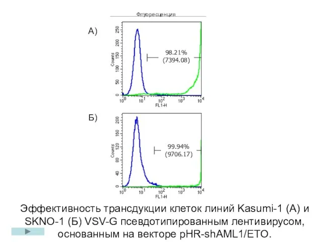 Эффективность трансдукции клеток линий Kasumi-1 (А) и SKNO-1 (Б) VSV-G псевдотипированным лентивирусом,
