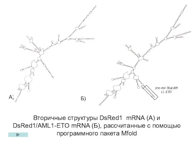 А) Б) Вторичные структуры DsRed1 mRNA (А) и DsRed1/AML1-ETO mRNA (Б), рассчитанные