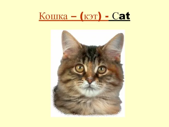 Кошка – (кэт) - Сat