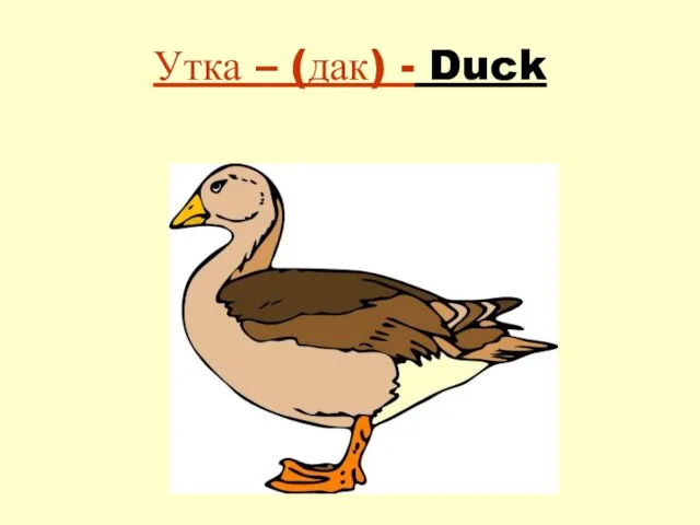 Утка – (дак) - Duck