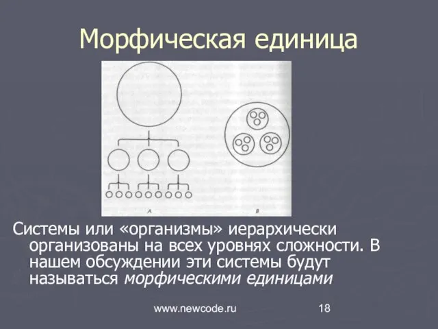 www.newcode.ru Морфическая единица Системы или «организмы» иерархически организованы на всех уровнях сложности.