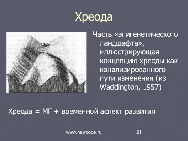 www.newcode.ru Хреода Часть «эпигенетического ландшафта», иллюстриру­ющая концепцию хреоды как канализированного пути изменения
