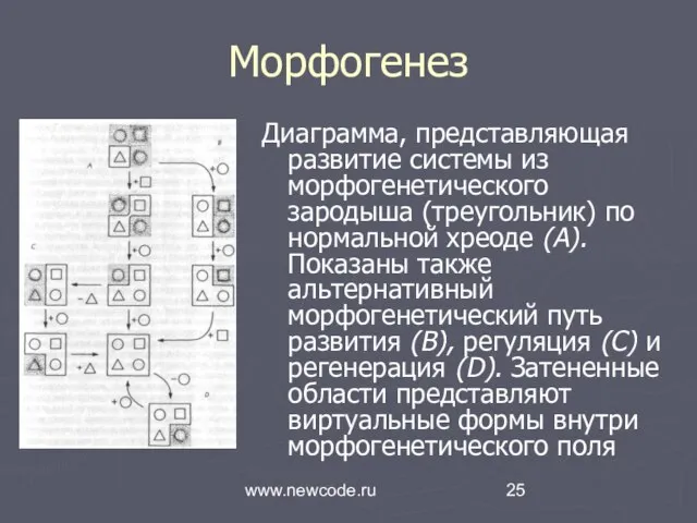 www.newcode.ru Морфогенез Диаграмма, представляющая развитие системы из морфогенетического зародыша (треугольник) по нормальной