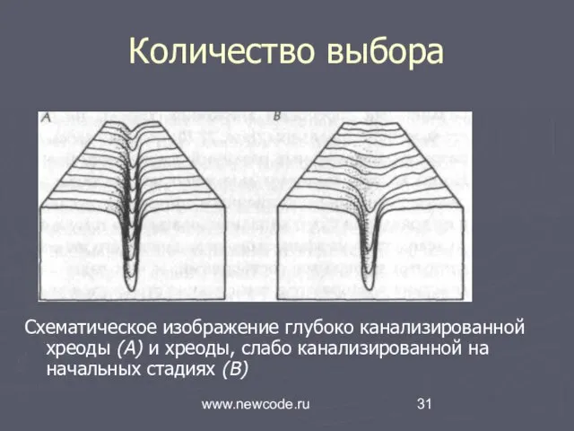 www.newcode.ru Количество выбора Схематическое изображение глубоко канализиро­ванной хреоды (А) и хреоды, слабо