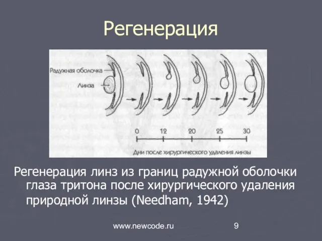 www.newcode.ru Регенерация Регенерация линз из границ радужной оболочки гла­за тритона после хирургического