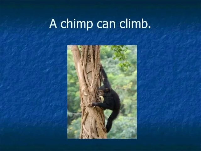 A chimp can climb.