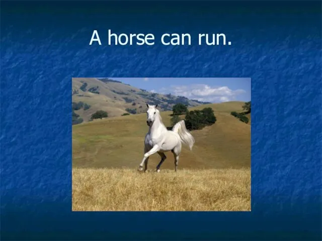 A horse can run.