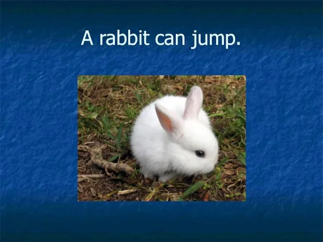 A rabbit can jump.