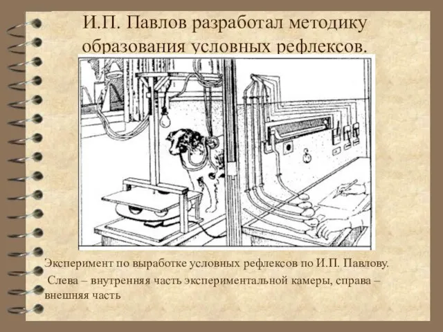 И.П. Павлов разработал методику образования условных рефлексов. Эксперимент по выработке условных рефлексов