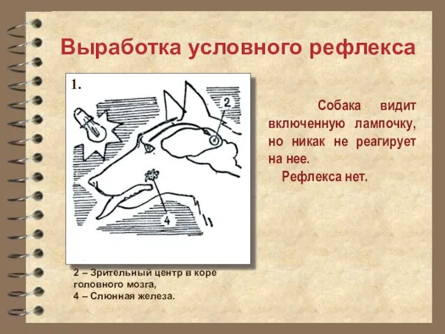 Собака видит включенную лампочку, но никак не реагирует на нее. Рефлекса нет. Выработка условного рефлекса