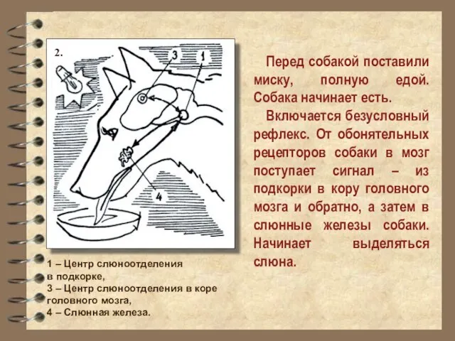 Перед собакой поставили миску, полную едой. Собака начинает есть. Включается безусловный рефлекс.