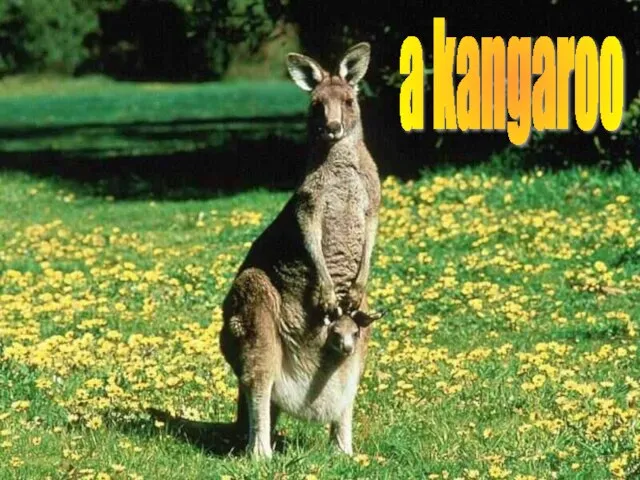 a kangaroo