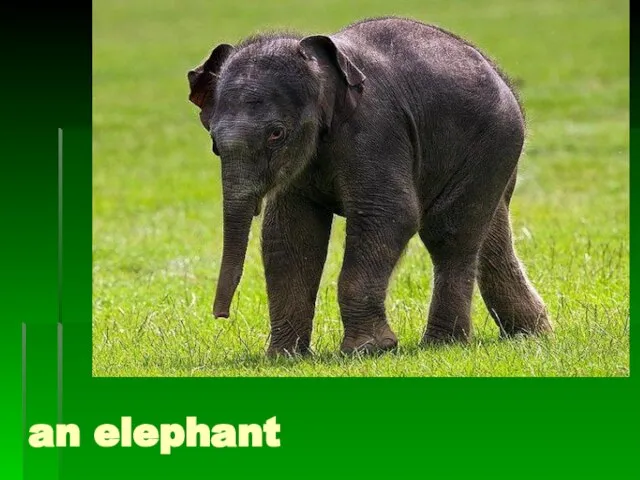 an elephant